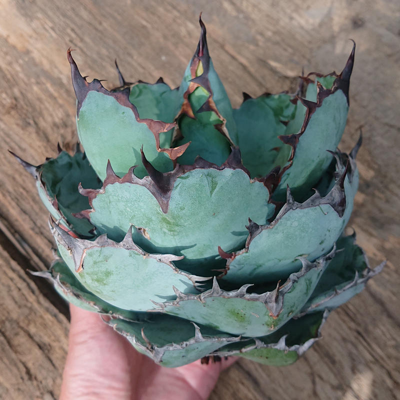 No 8 アガベ チタノタ ブラックアンドブルー Agave Titanota Black B