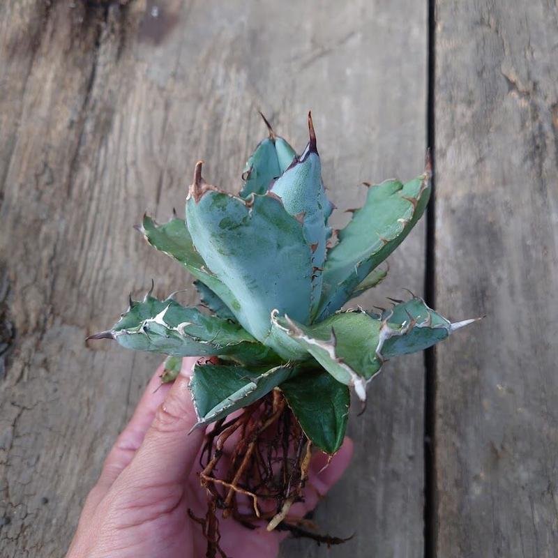アガベ チタノタ ブラックアンドブルー Agave titanota blackblue S... アガベ チタノタ ブラックアンドブルー Agave titanota blackblue S...