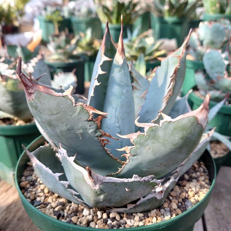 アガベ チタノタ ホワイトアイス 1 Agave titanota 'White Ice' | アガベ チタノタ ホワイトアイス 1 Agave titanota 'White Ice' |