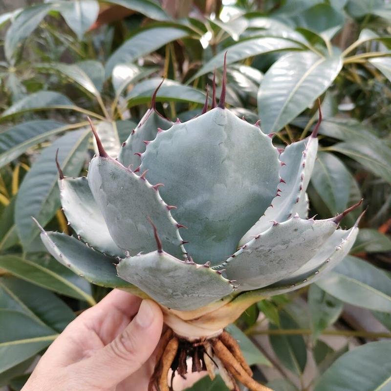 アガベ パリー トランカータ agave parryi truncata P5 | tspea.org