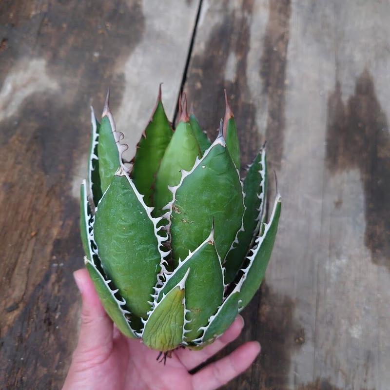 アガベ ホリダ agave horrida | Mellow Yard