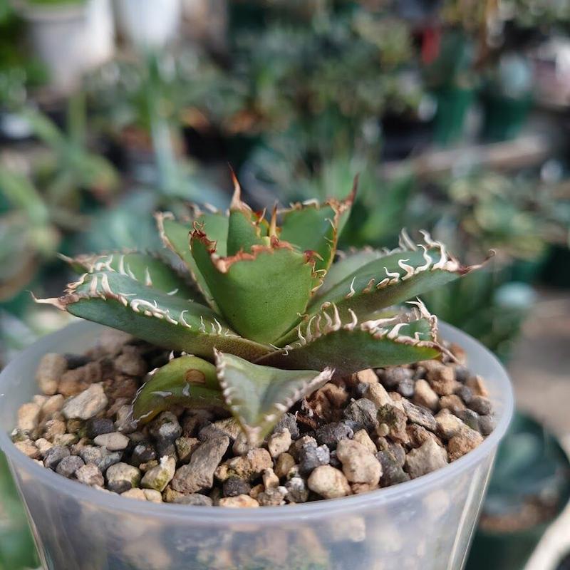 多肉植物アガベ チタノタ魔丸極上子株 （多肉植物アガベ