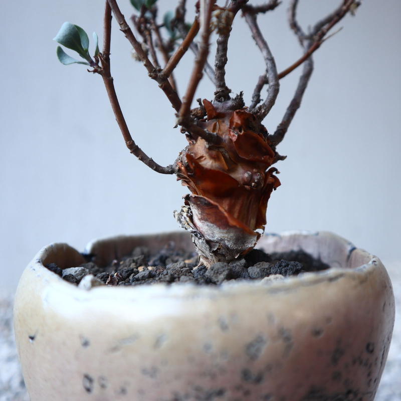 中西信雄 油絵 パリ 作者より購入品