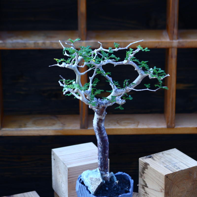 アウトレット 美品 コミフォラ モンストローサ本日限定価格