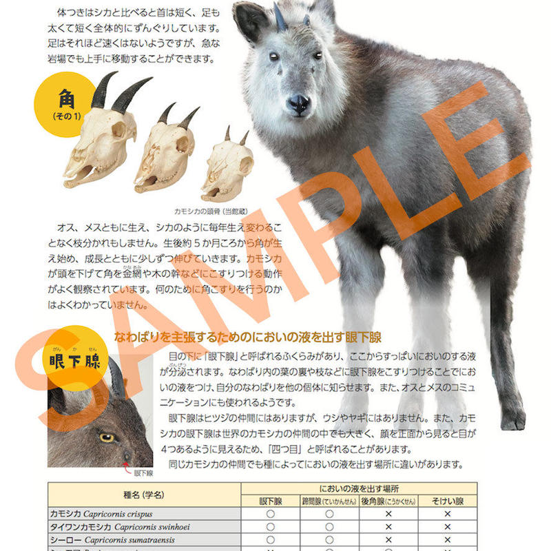 図録 きて みて さわって カモシカ パラダイス Miemu Shop ミエムショップ 図録 きて みて さわって カモシカ パラダイス Miemu Shop ミエムショップ