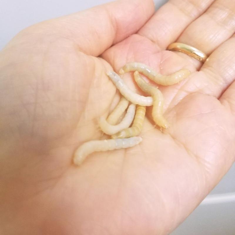 冷蔵 生餌 ミミズ ５カップ分 別途クール手数料 常温商品同梱不可 定番