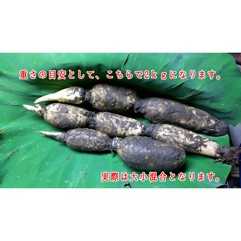 魂のれんこん1kg 岡山農園 Made In 石川県 すとあー美土和