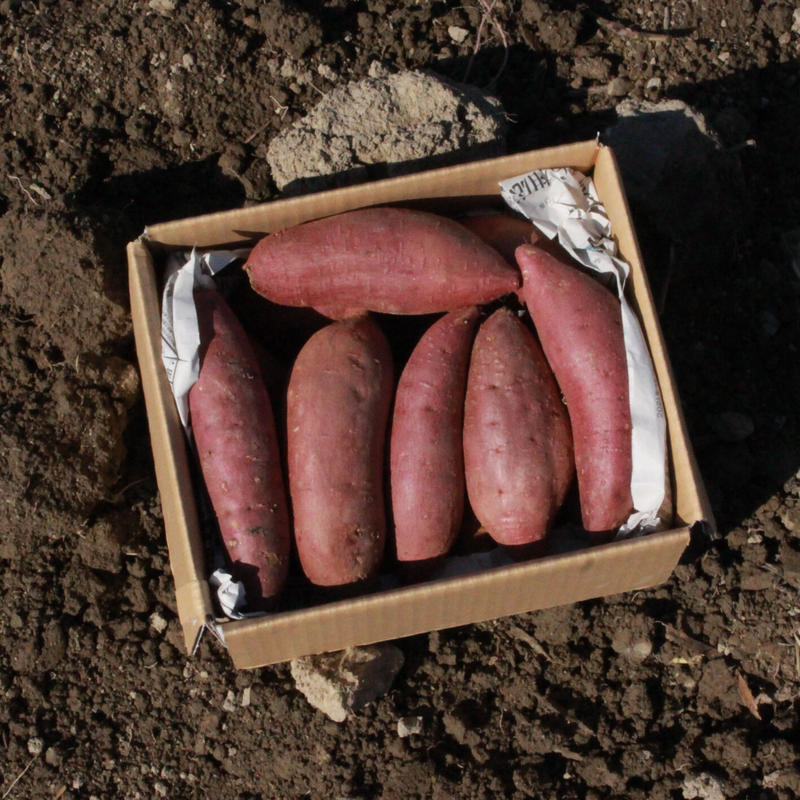 ねっとり極蜜 あま いサツマイモ鹿児島県産紅はるか ５kg 収穫後1ヶ月程度追熟 Mサイズ130 9g 26 40本入り 22年新物 鹿児島産 訳あり 紅はるか 5キロ さつまいも 5kg Doissobreviventes Com Br