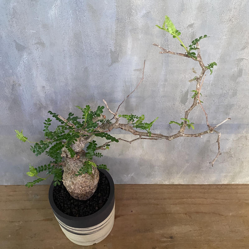早期予約・新じゃが P66 オペルクリカリア パキプス pachypus 塊根植物