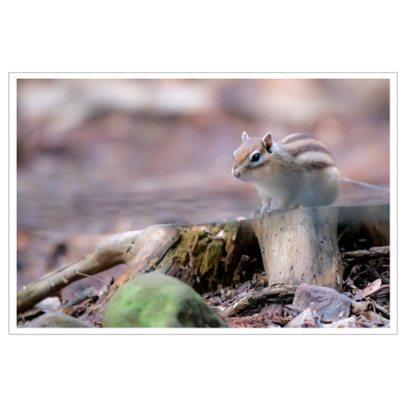 絵葉書 シマリス The Choifoto Company