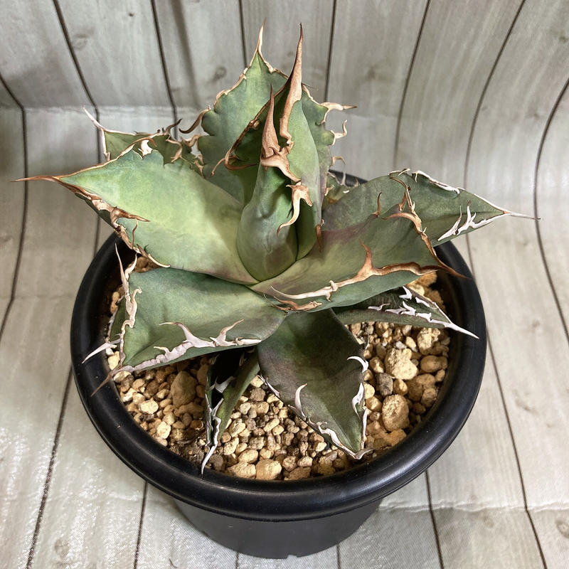 アガベ チタノタ 海王 ウッドプランター (ハードウッド製) セット② アガベ チタノタ 海王 ウッドプランター (ハードウッド製) セット②