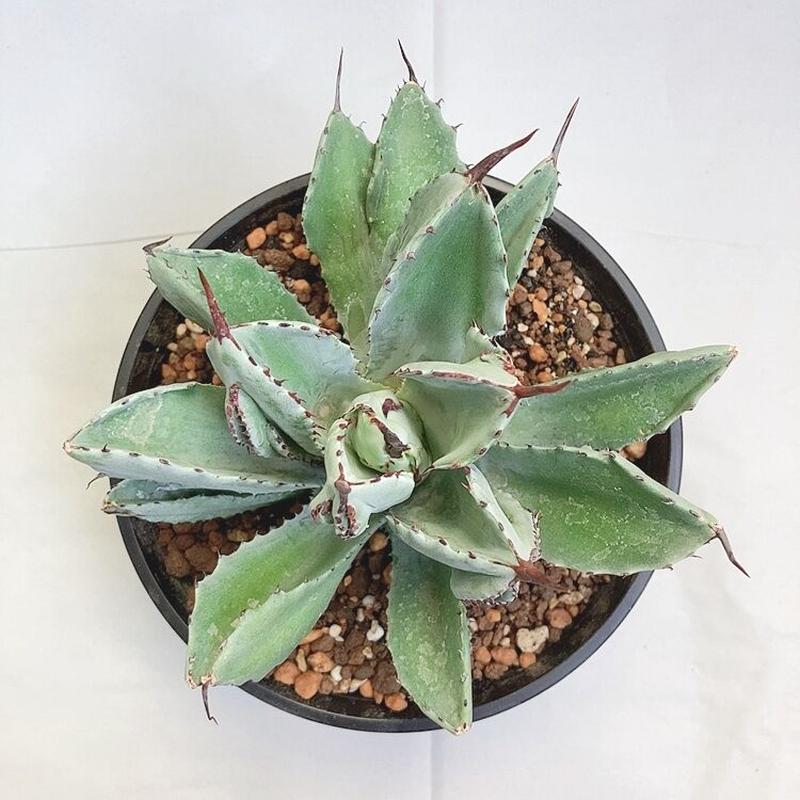 レア?!☆ 横幅15cm異変種❗️アガベ ポタトラム キュービック