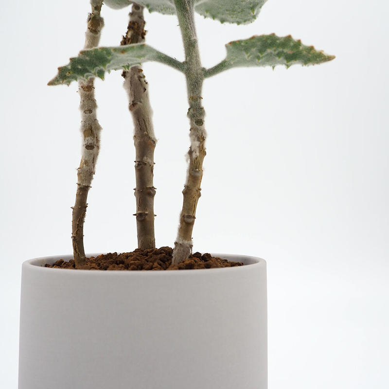 カランコエ ベハレンシス Moku Online Store