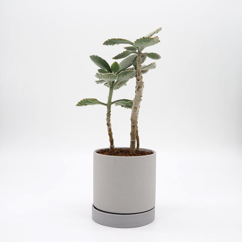 カランコエ ベハレンシス Moku Online Store