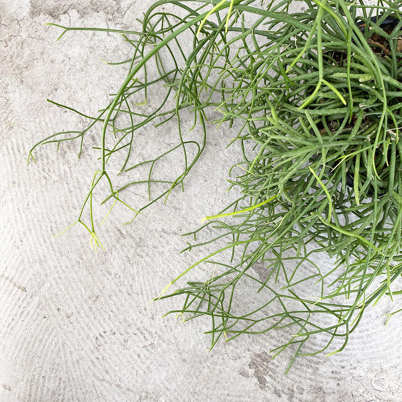 リプサリス カスッサ Moku Online Store