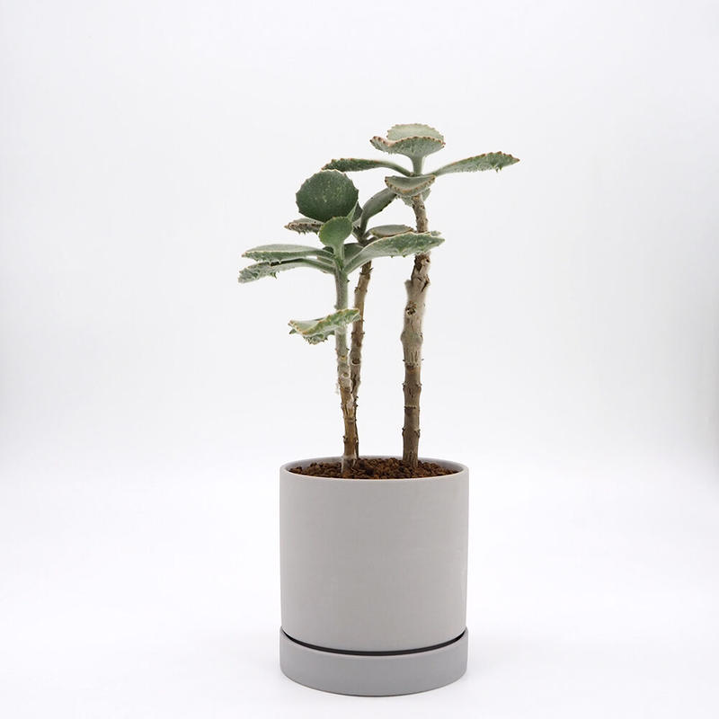 カランコエ ベハレンシス Moku Online Store