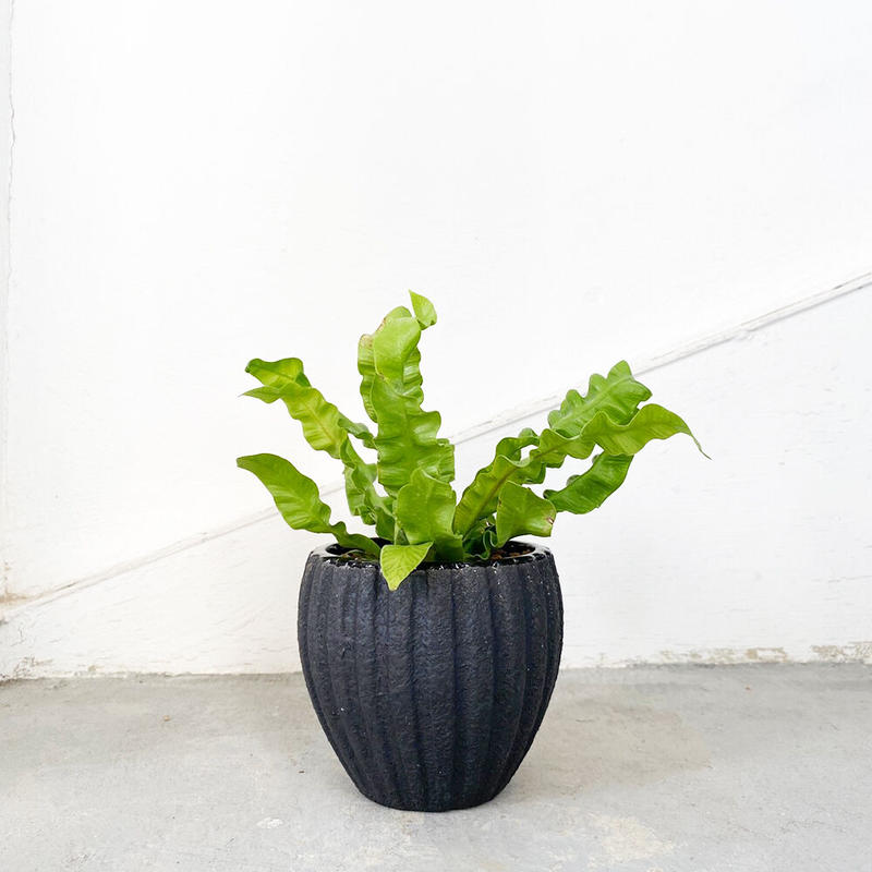 アスプレニウム エメラルドウェーブ Moku Online Store