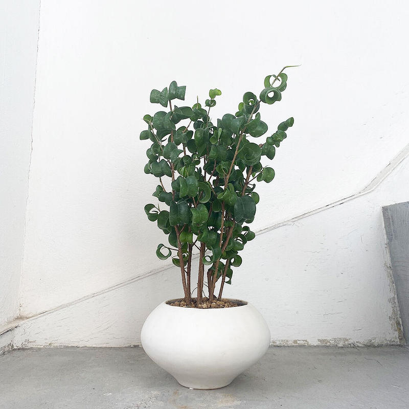 フィカス ベンジャミン バロック Moku Online Store