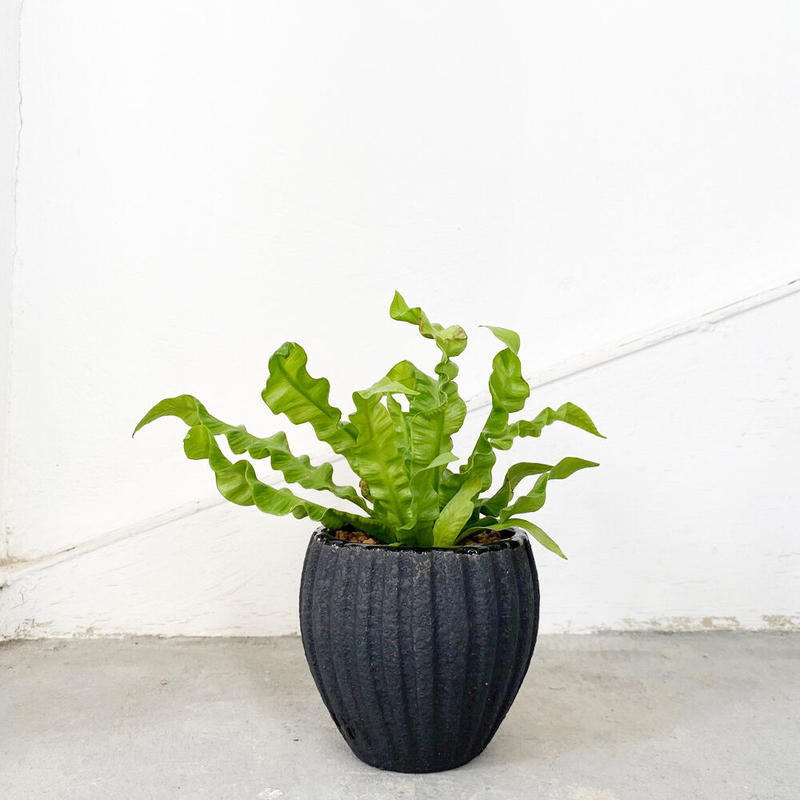 アスプレニウム エメラルドウェーブ Moku Online Store