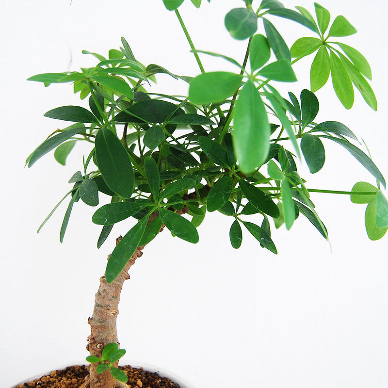 シェフレラ アルボリコラ Moku Online Store