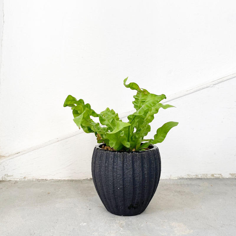 アスプレニウム エメラルドウェーブ Moku Online Store