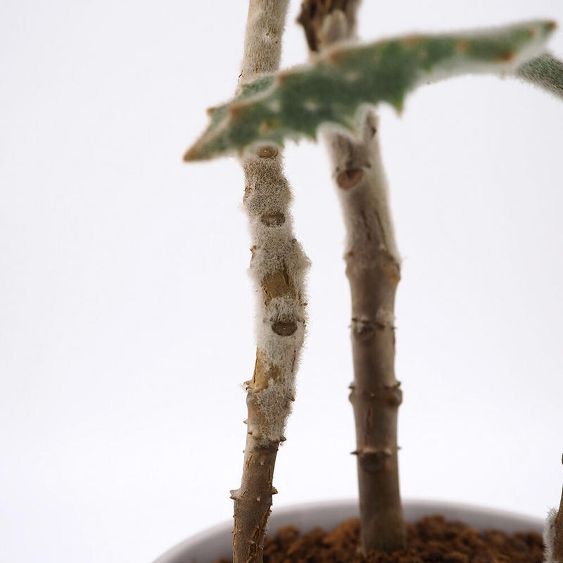 カランコエ ベハレンシス Moku Online Store