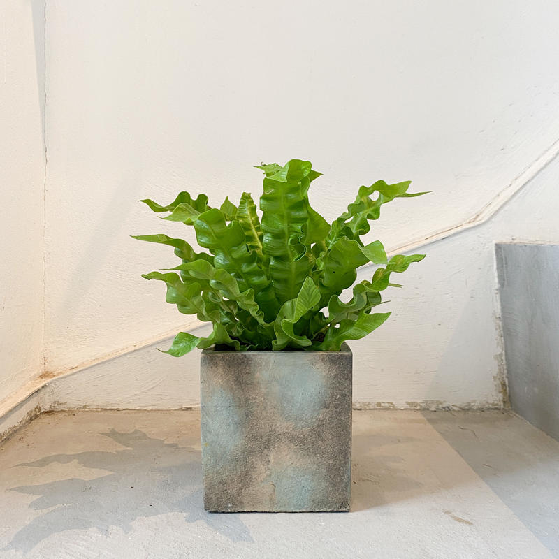 アスプレニウム エメラルドウェーブ Moku Online Store