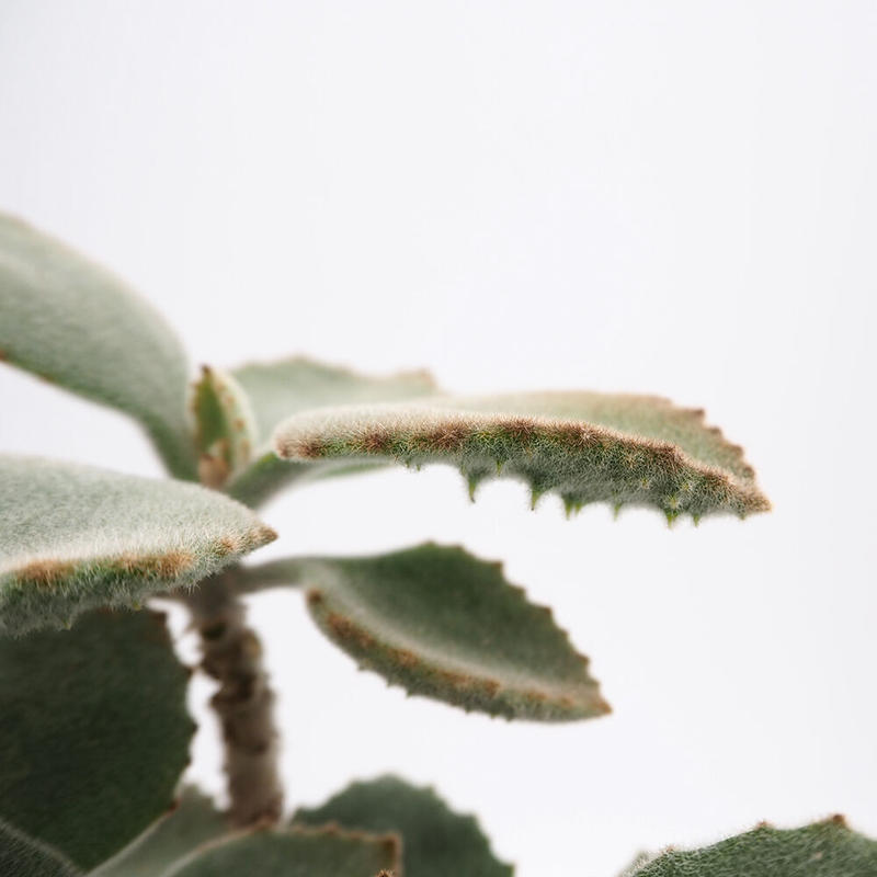 カランコエ ベハレンシス Moku Online Store