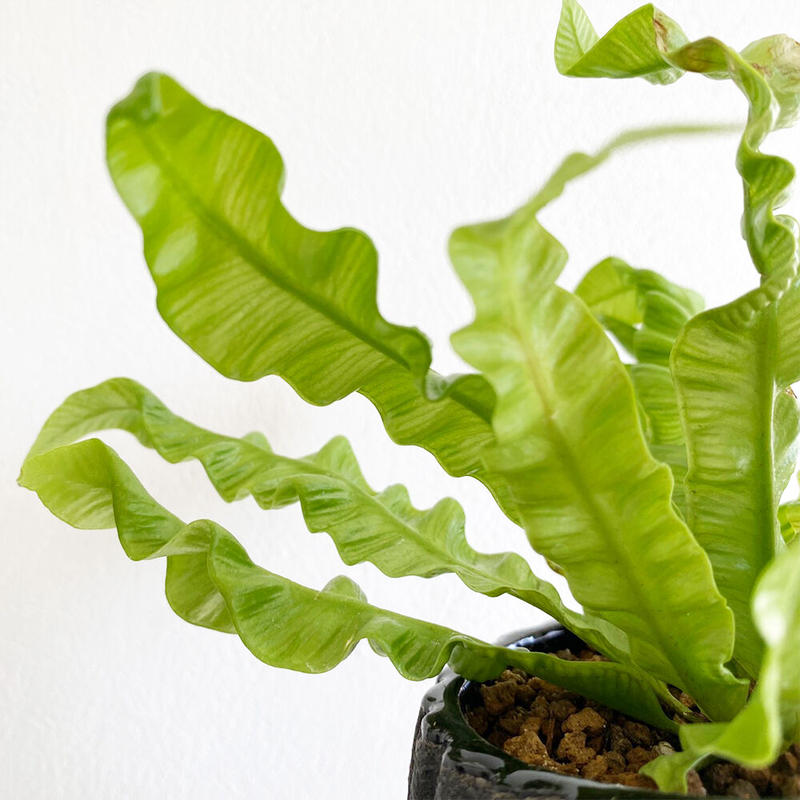 アスプレニウム エメラルドウェーブ Moku Online Store