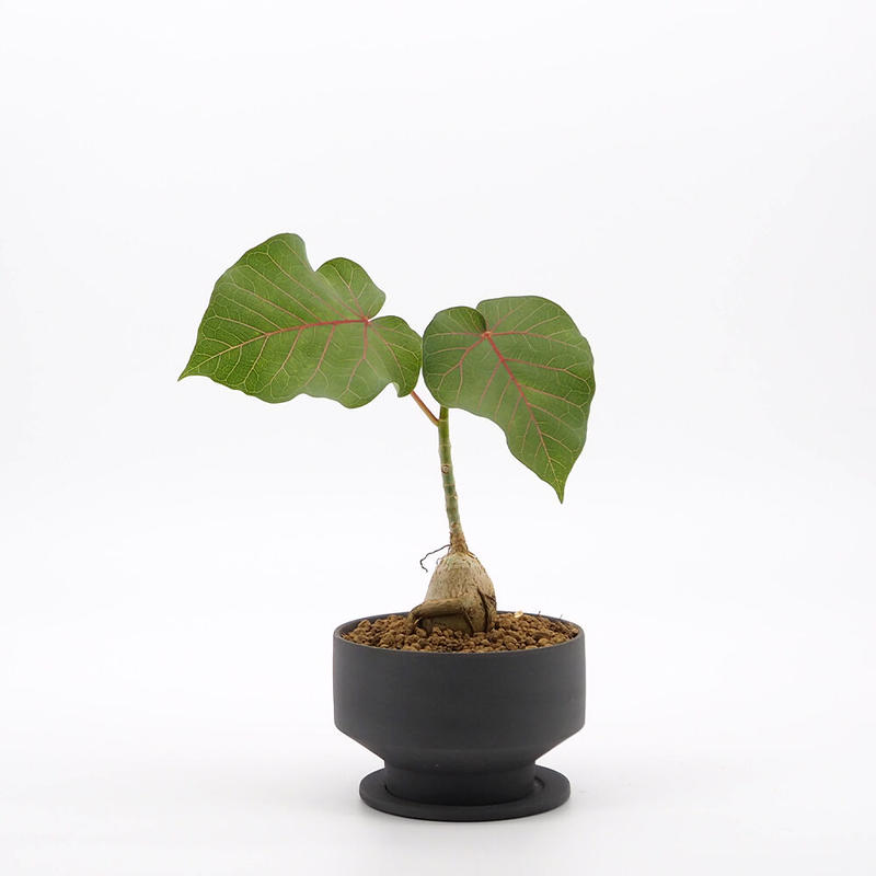 フィカス ペティオラリス Moku Online Store