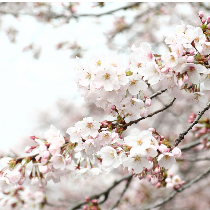 京袋帯 花曇り はなぐもり Momo Japan Shop
