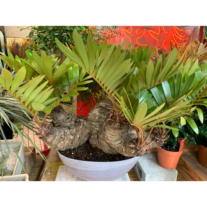 観葉植物 メキシコソテツ ヒロハザミア 希少価値 現品 花のモナミオンラインショップ