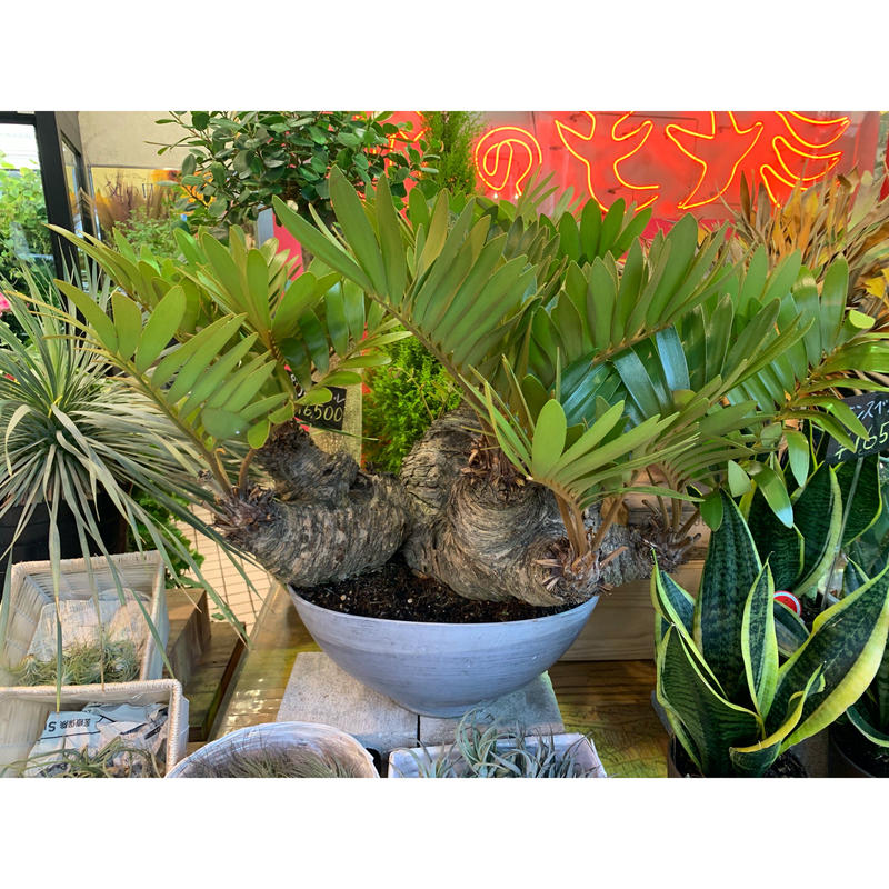 観葉植物 メキシコソテツ ヒロハザミア 希少価値 現品 花のモナミオンラインショップ