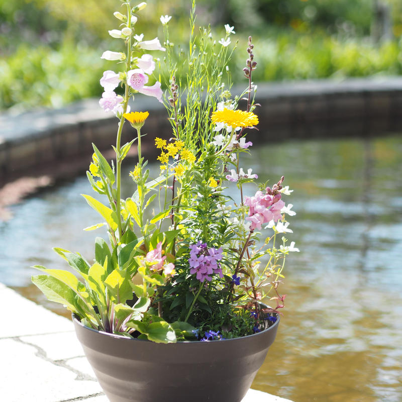 季節の寄せ植え オンラインショップ Monet