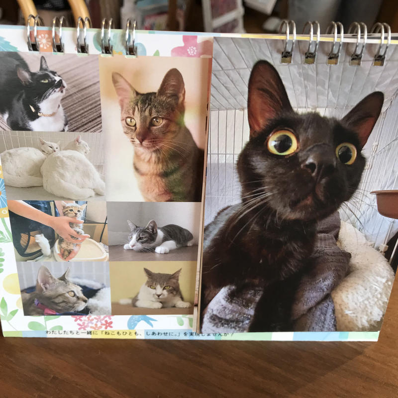 22年もりねこカレンダー 卓上タイプ 保護ねこカフェ もりねこ