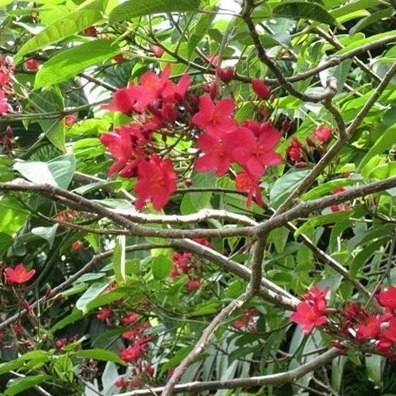 検定1級対応b精油セット アロマテラピー検定 香りテスト には出題されません Mori