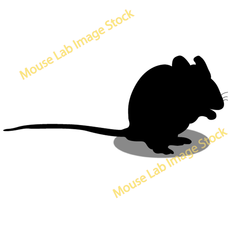 マウス シルエット その5 Mouse Lab Image Stock マウス シルエット その5 Mouse Lab Image Stock