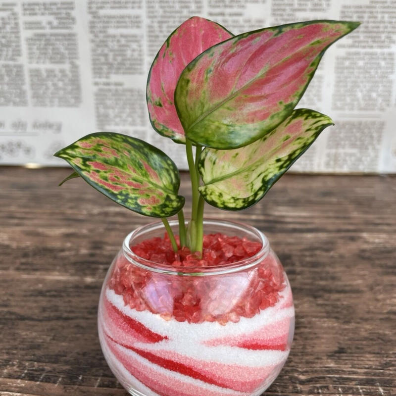 かわいい観葉植物 3色3点セットミニ 中川園芸