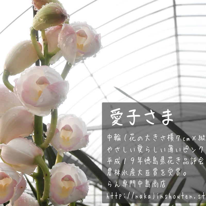 愛子さま L 10本 シンビジウム切り花 Nakajinshouten 愛子さま L 10本 シンビジウム切り花 Nakajinshouten
