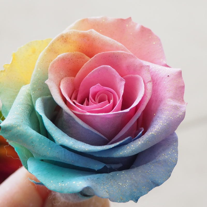 プリザーブドフラワー 花材 レインボーローズ パステル Mサイズ ラメ入り プリザーブド