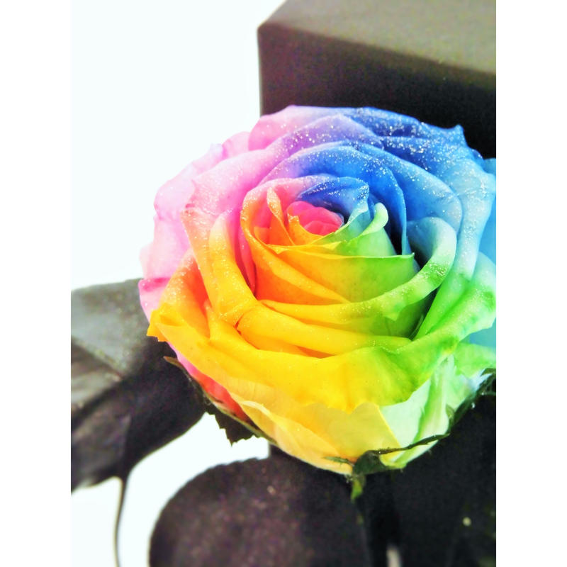プリザーブドフラワー レインボーローズ 茎もプリザーブドフラワーの1輪挿し ブラックボックス入