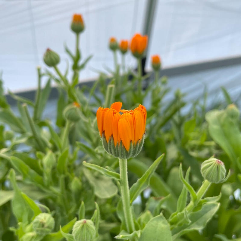 Blend カレンデュラ シナモンバジル 七丸堂