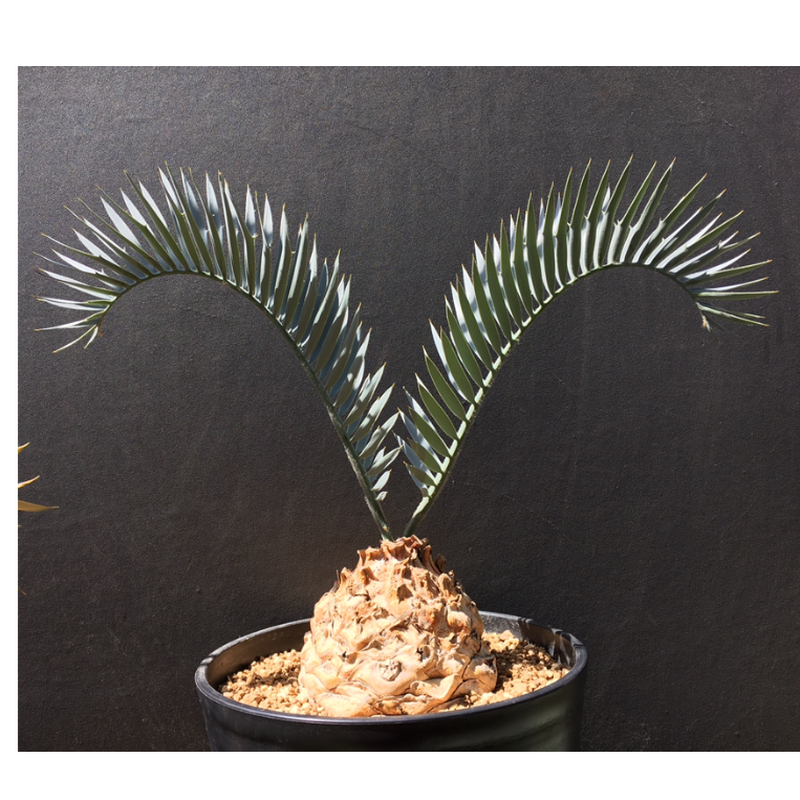 国際ブランド 厳選株 現品 現物 エンセファラルトス レーマニー Encephalartos Lehmannii 10号 m24番 開店祝い Descoperamoldova Md 国際ブランド 厳選株 現品 現物 エンセファラルトス レーマニー Encephalartos Lehmannii 10号 m24番 開店祝い Descoperamoldova Md