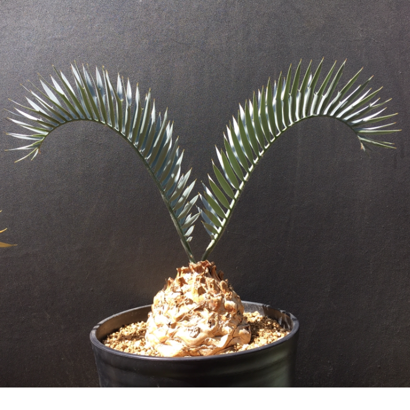 残りわずか 厳選株 現品 現物 エンセファラルトス レーマニー Encephalartos Lehmannii 10号 m24番 最も優遇 Pilarkreatif Com 残りわずか 厳選株 現品 現物 エンセファラルトス レーマニー Encephalartos Lehmannii 10号 m24番 最も優遇 Pilarkreatif Com