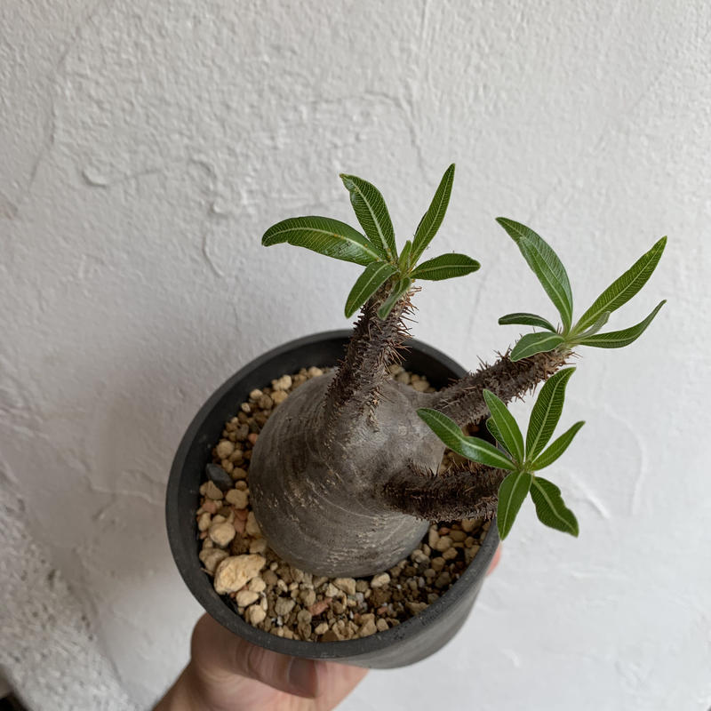 Pachypodium Gracilius パキポディウム グラキリス 現地球 ネのこと