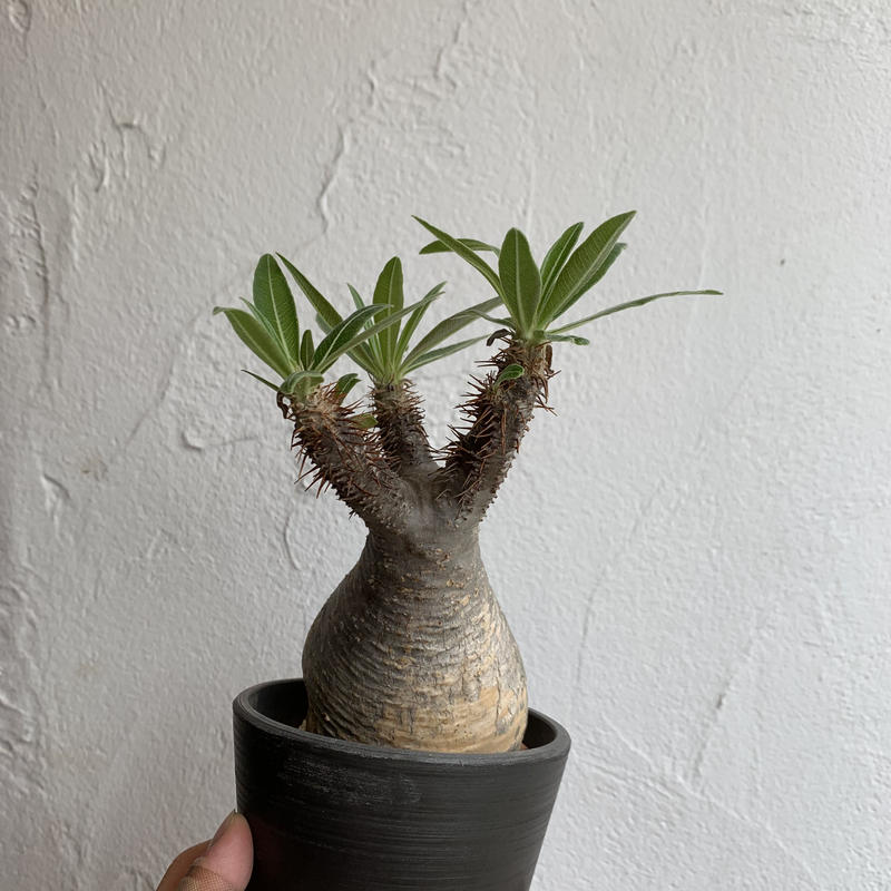 Pachypodium Gracilius パキポディウム グラキリス 現地球 ネのこと