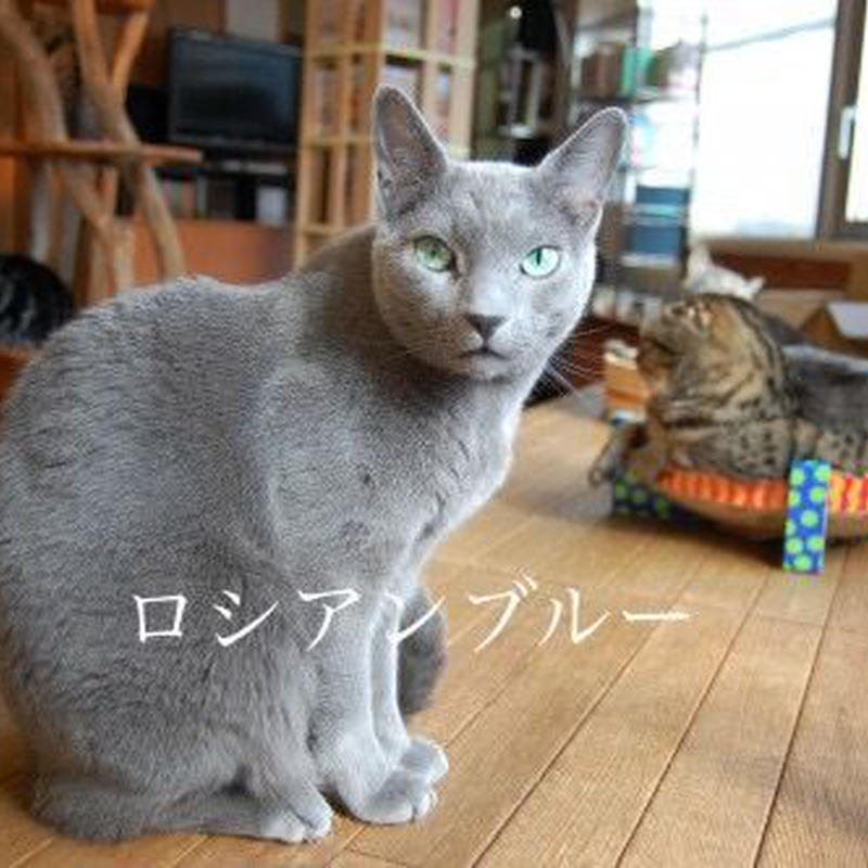 無縫製 もふもふタオルマスク 猫も救うマスク Save The Cat Mask Nec