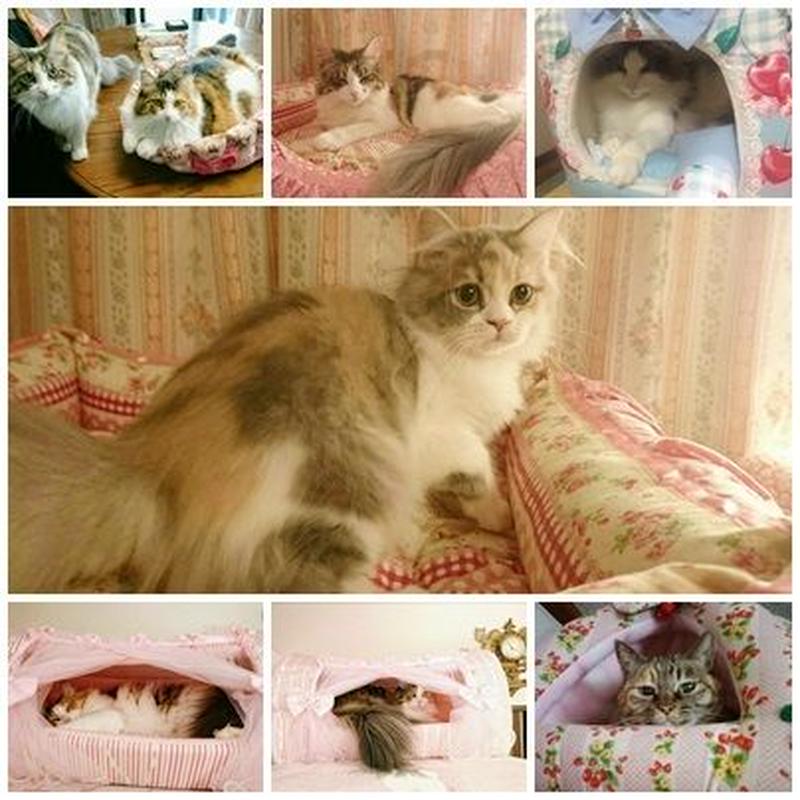 ねこ館の Top Models達 Part6 ねこ館