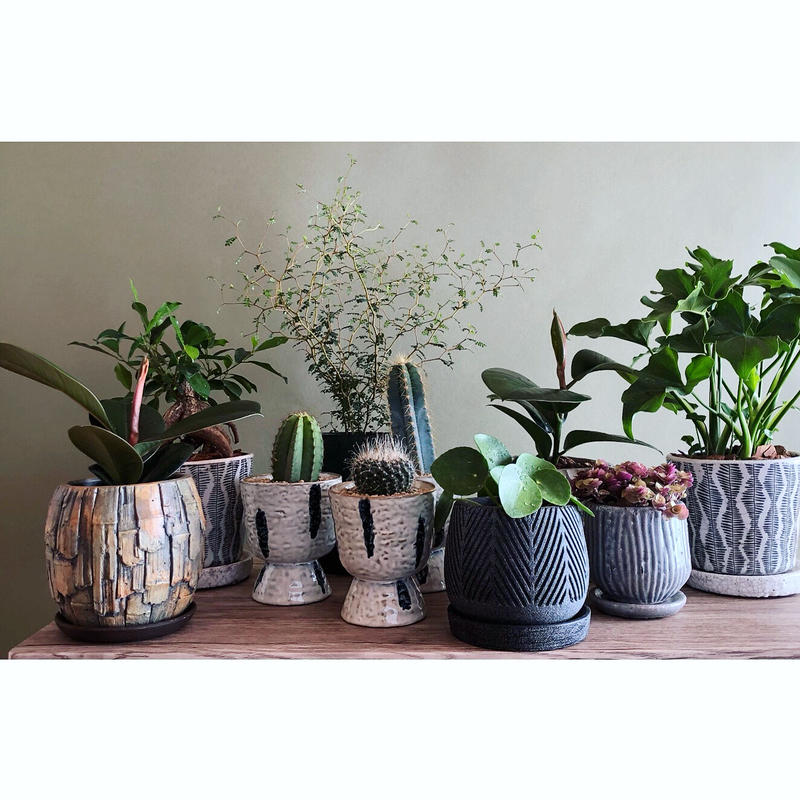 ピレア ペペロミオイデス Netote Bouquet ピレア ペペロミオイデス Netote Bouquet