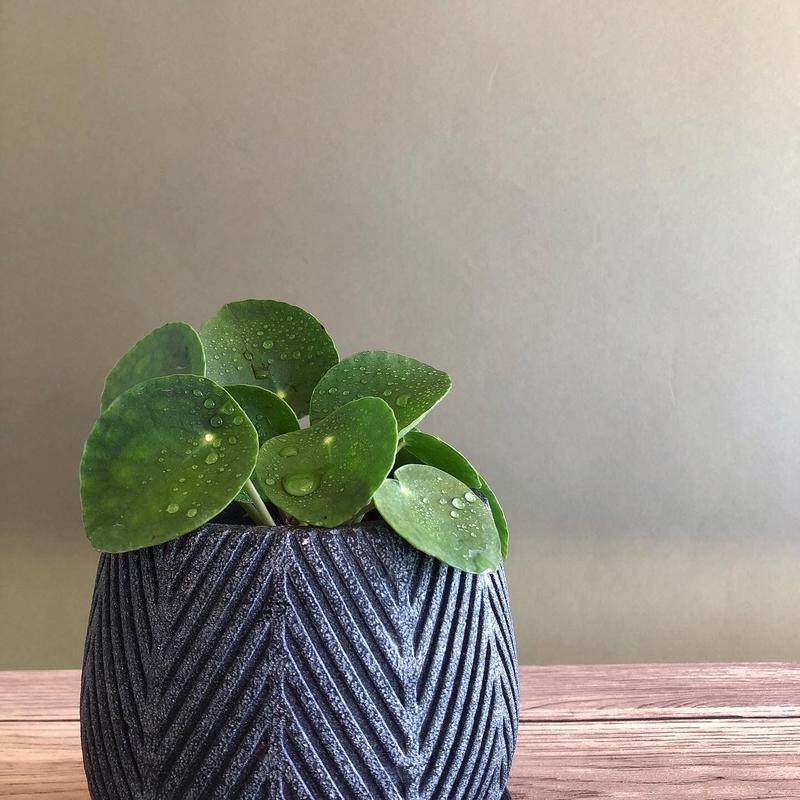 ピレア ペペロミオイデス Netote Bouquet ピレア ペペロミオイデス Netote Bouquet